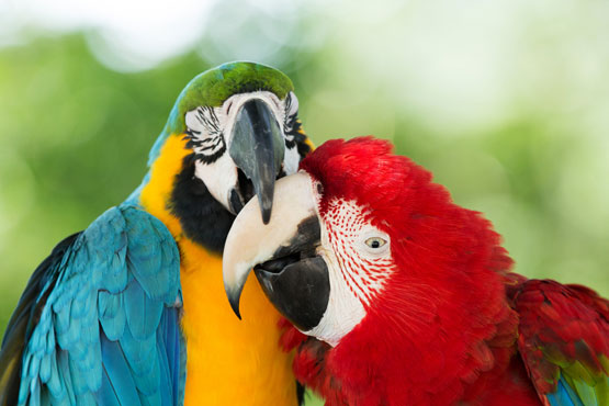 Birds Nuzzling photo from Shutterstock