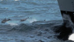 Shh! Will U.S. Navy Turn It Down for Whales and Dolphins?