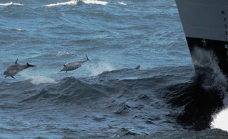 Dolphins and Navy ship