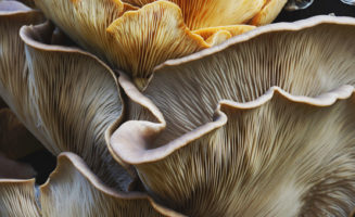 fungi
