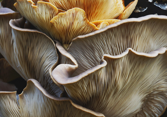 fungi