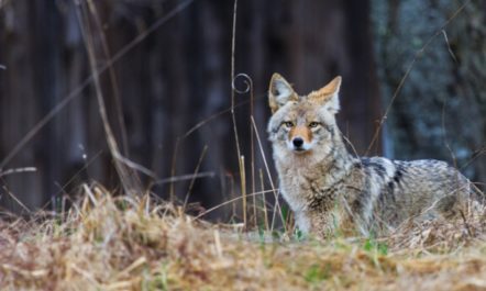 Coyotes Wildlife Servies .jpg