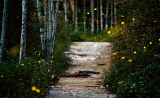 fireflies.jpg