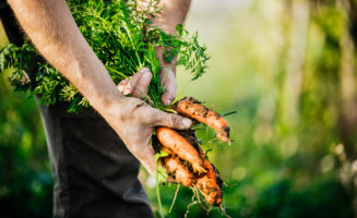 carrotcrop.jpg