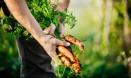 carrotcrop.jpg