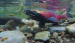 Dams Be Damned: California Rebuilds the Salmon Habitat It Destroyed