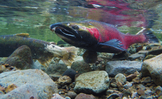 California-Salmon.gif