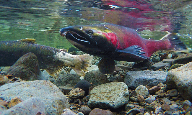 Dams Be Damned: California Rebuilds the Salmon Habitat It Destroyed