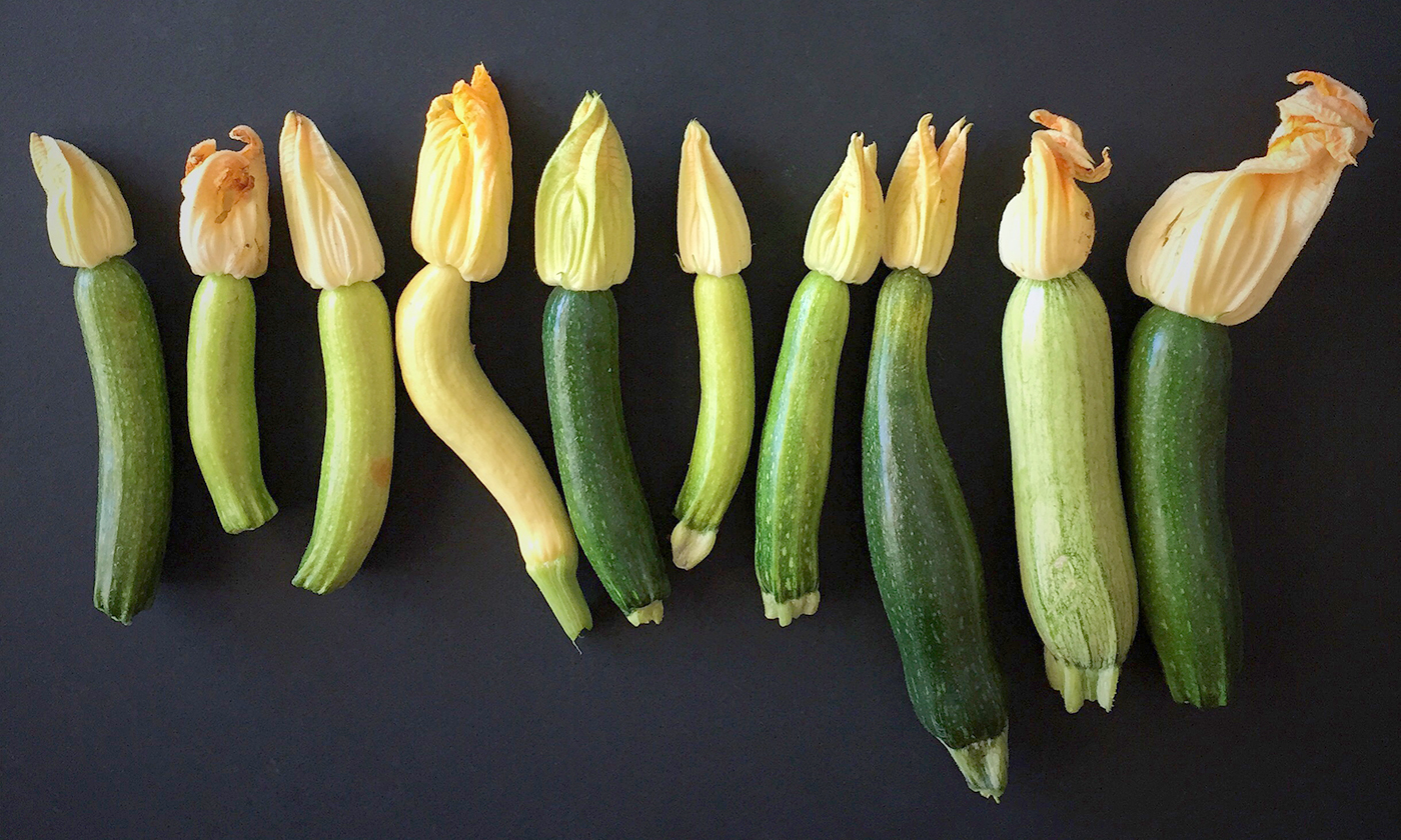 summersquash_primary.jpg