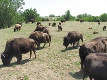 Bison photo courtesy of Hamner Fotos