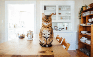 sustainable-pet.gif