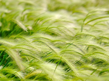 Prairie Grass photo by Chris Sgaraglino