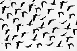 Words that inspire wild geese