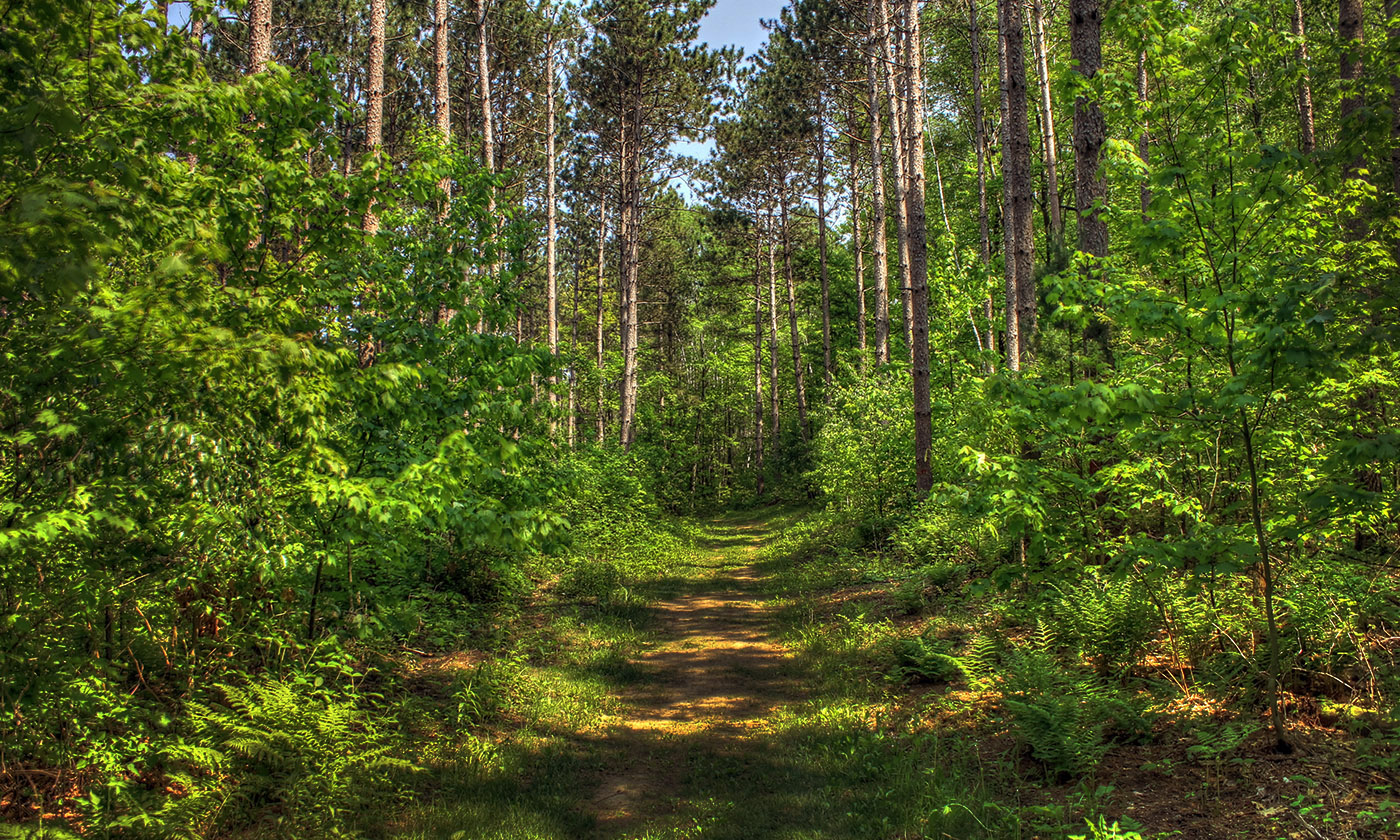 indiancountryforest.jpg
