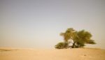 A Good-for-Nothing Tree Makes Good
