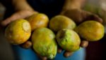Decolonize Your Diet
