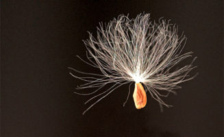 Floating seed. Photo by Koshy Koshy.