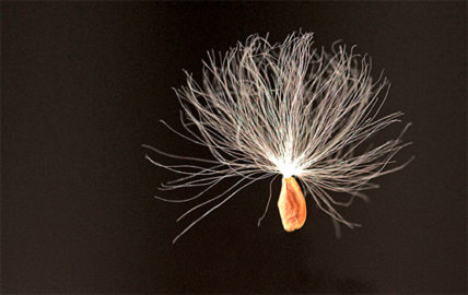 Floating seed. Photo by Koshy Koshy.