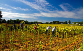 Tobacco workers photo by Jim Dollar