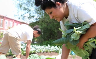 Nohemi Soria harvests collard greens.