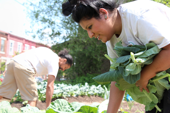 Nohemi Soria harvests collard greens.