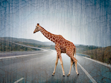 Giraffe crossing photo by Ben Heine