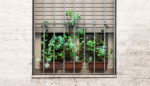 Nature Is Medicine—Even in a Prison Cell
