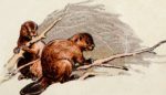 The Creative, Climate-Saving Magic of Beavers