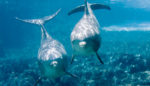Growing Concern Over Japan’s Dolphin Hunt Leads to Widespread Outcry