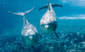 Dolphins. Photo by Jeff Kraus.