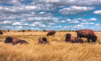 Prairie bison