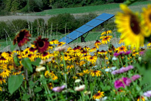 Winter Green Solar Panel photo by Paul Dunn